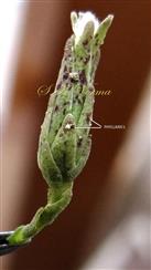  Involucre